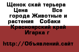 Щенок скай терьера › Цена ­ 20 000 - Все города Животные и растения » Собаки   . Красноярский край,Игарка г.